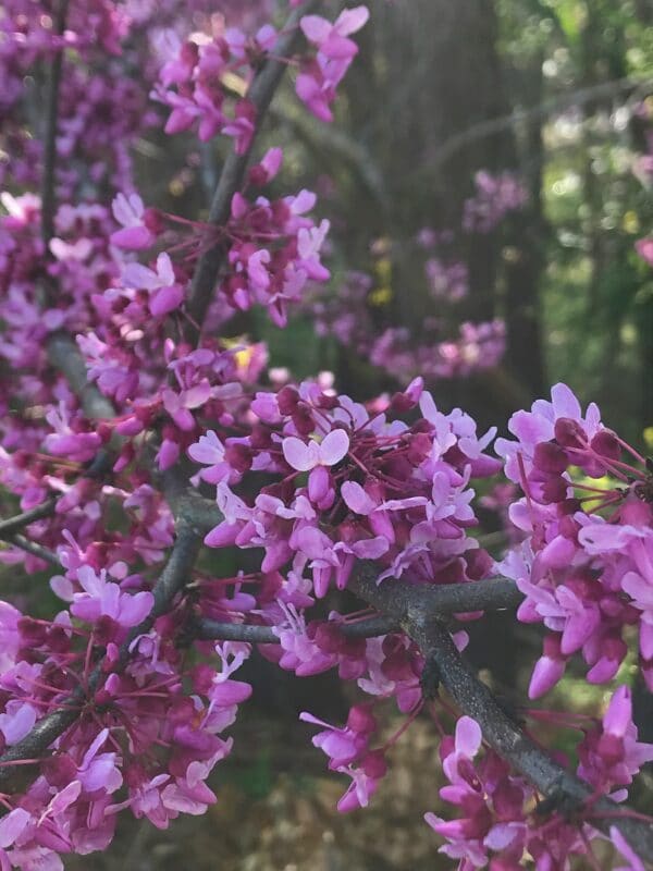 Cercis canadensis "Red bud" in bloom