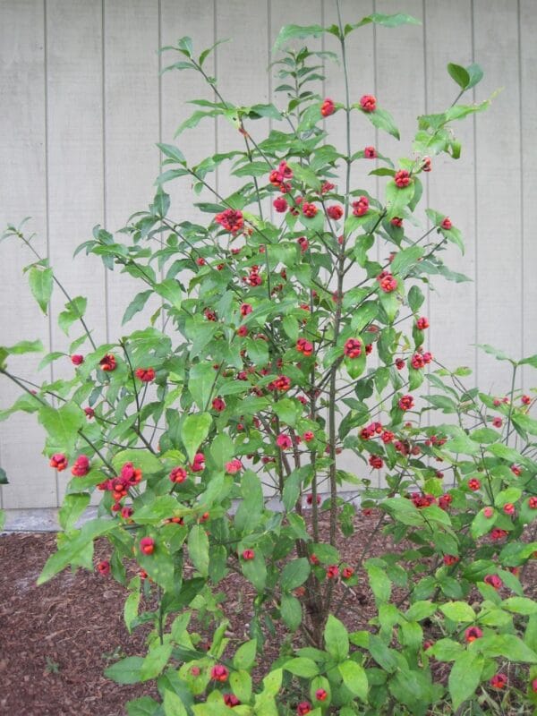 Euonymus americanus "Strawberry bush"