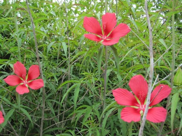 Hibiscus coccineus "Scarlet rose mallow" in bloom