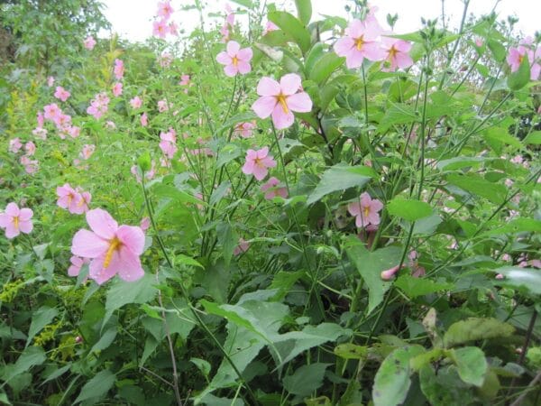 Kosteletzkya pentacarpos "Marsh mallow" in bloom