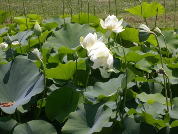 Nelumbo lutea "American lotus" in bloom