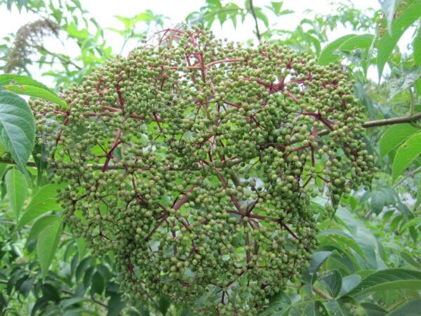 Sambucus canadensis "Elderberry"