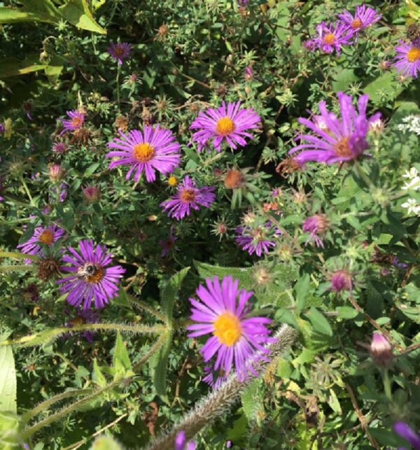 Symphyotrichum novae-angliae "New England aster" in bloom