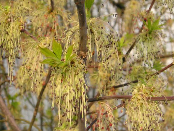 "Eschen-Ahorn (Acer negundo)" by blumenbiene is marked with CC BY 2.0. To view the terms, visit https://creativecommons.org/licenses/by/2.0/?ref=openverse
