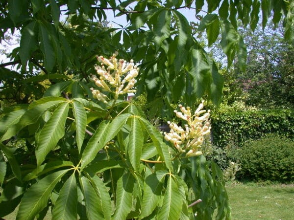 "File:Sweet Buckeye (Aesculus flava) - geograph.org.uk - 816887.jpg" by Keith Edkins is marked with CC BY-SA 2.0. To view the terms, visit https://creativecommons.org/licenses/by-sa/2.0/?ref=openverse
