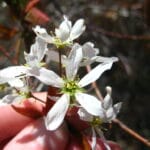 "Downy serviceberry, Amelanchier arborea" by Where Are The Hikers? is marked with CC BY 2.0. To view the terms, visit https://creativecommons.org/licenses/by/2.0/?ref=openverse