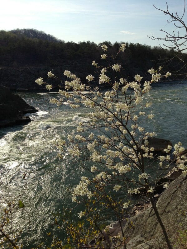 "Amelanchier arborea 2, Great Falls Park, 4/10/13" by FritzFlohrReynolds is marked with CC BY-SA 2.0. To view the terms, visit https://creativecommons.org/licenses/by-sa/2.0/?ref=openverse