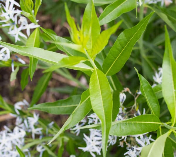 "Amsonia tabernaemontana, 2018 photo" by F. D. Richards is marked with CC BY-SA 2.0. To view the terms, visit https://creativecommons.org/licenses/by-sa/2.0/?ref=openverse
