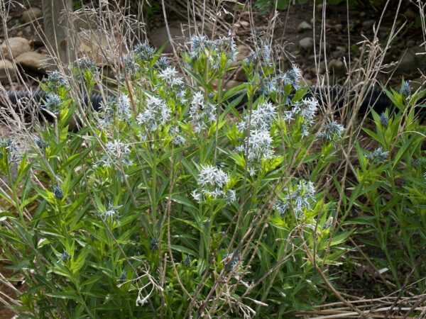 "Amsonia tabernaemontana (Blue Star) 2020 photo" by F. D. Richards is marked with CC BY-SA 2.0. To view the terms, visit https://creativecommons.org/licenses/by-sa/2.0/?ref=openverse