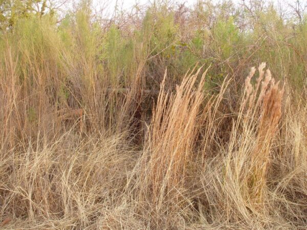 "P154 Andropogon glomeratus (bushy bluestem) on the right" by wyldvision is marked with CC BY 2.0. To view the terms, visit https://creativecommons.org/licenses/by/2.0/?ref=openverse