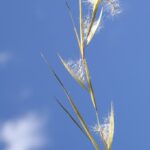 "Andropogon virginicus flowerhead3" by Macleay Grass Man is marked with CC BY 2.0. To view the terms, visit https://creativecommons.org/licenses/by/2.0/?ref=openverse