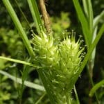 "Carex lupulina (Hop Sedge), Foster, RI" by Doug_McGrady is marked with CC BY 2.0. To view the terms, visit https://creativecommons.org/licenses/by/2.0/?ref=openverse