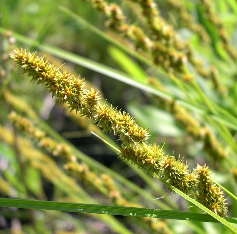 "File:Brown Fox Sedge (Carex vulpinoidea) in wet meadow at the Morton Arboretum - Flickr - Jay Sturner (4).jpg" by Jay Sturner from USA is marked with CC BY 2.0. To view the terms, visit https://creativecommons.org/licenses/by/2.0/?ref=openverse