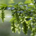"American hornbeam (Carpinus caroliniana)" by Toni Genberg is marked with CC BY-SA 2.0. To view the terms, visit https://creativecommons.org/licenses/by-sa/2.0/?ref=openverse