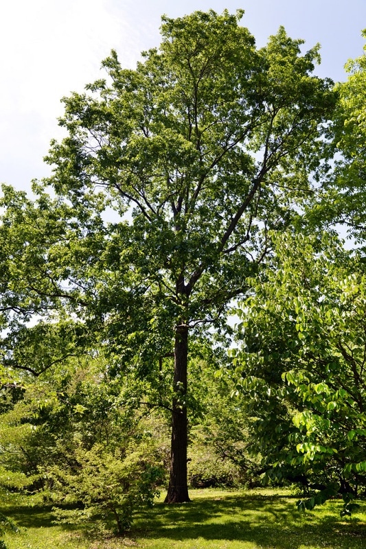 "Carya glabra (Pignut Hickory)" by Plant Image Library is marked with CC BY-SA 2.0. To view the terms, visit https://creativecommons.org/licenses/by-sa/2.0/?ref=openverse