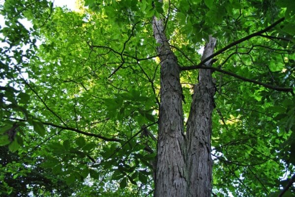 "Shagbark Hickory (Carya ovata)" by aarongunnar is marked with CC BY-SA 2.0. To view the terms, visit https://creativecommons.org/licenses/by-sa/2.0/?ref=openverse
