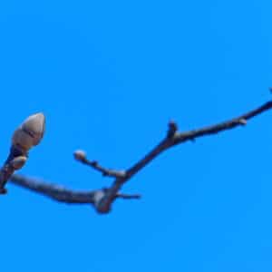 "Mockernut Hickory bud (Carya tomentosa))" by Lisa's insects etc is marked with CC BY-SA 2.0. To view the terms, visit https://creativecommons.org/licenses/by-sa/2.0/?ref=openverse