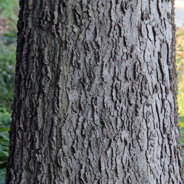 "File:Hackberry bark (Celtis occidentalis).jpg" by Adam Shaw is marked with CC BY-SA 3.0. To view the terms, visit https://creativecommons.org/licenses/by-sa/3.0/?ref=openverse