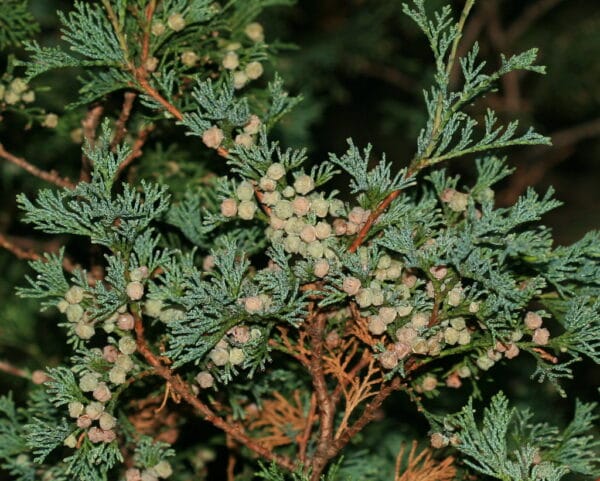 Chamaecyparis thyoides "Atlantic white cedar"