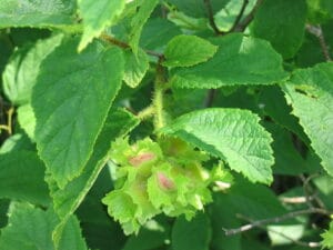"Corylus americana 3-eheep" by Superior National Forest is marked with CC BY 2.0. To view the terms, visit https://creativecommons.org/licenses/by/2.0/?ref=openverse