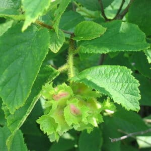 "Corylus americana 3-eheep" by Superior National Forest is marked with CC BY 2.0. To view the terms, visit https://creativecommons.org/licenses/by/2.0/?ref=openverse