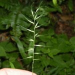 "Elymus hystrix (eastern bottle-brush grass), West Hartford, VT" by Doug_McGrady is marked with CC BY 2.0. To view the terms, visit https://creativecommons.org/licenses/by/2.0/?ref=openverse