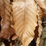 "Fagus grandifolia (American Beech)" by Plant Image Library is marked with CC BY-SA 2.0. To view the terms, visit https://creativecommons.org/licenses/by-sa/2.0/?ref=openverse