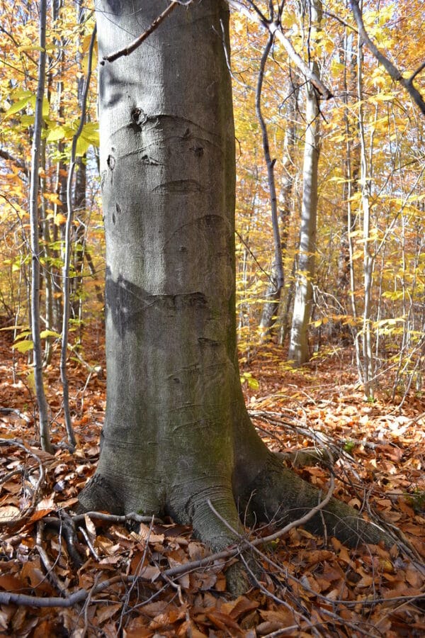 "Beech tree bark, Fagus grandifolia" by theforestprimeval is marked with CC BY-SA 2.0. To view the terms, visit https://creativecommons.org/licenses/by-sa/2.0/?ref=openverse