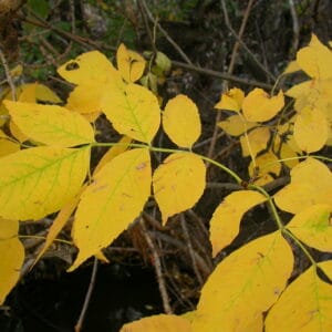 "Fraxinus pennsylvanica" by Matt Lavin is marked with CC BY-SA 2.0. To view the terms, visit https://creativecommons.org/licenses/by-sa/2.0/?ref=openverse