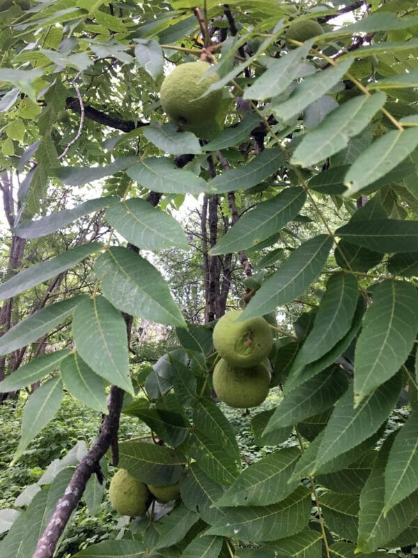 "Juglans nigra (Black Walnut)" by Plant Image Library is marked with CC BY-SA 2.0. To view the terms, visit https://creativecommons.org/licenses/by-sa/2.0/?ref=openverse