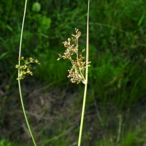 "Juncus coriaceus left Juncus effusus right ncwetlands KG" by ncwetlands.org is marked with CC0 1.0. To view the terms, visit https://creativecommons.org/publicdomain/zero/1.0/?ref=openverse