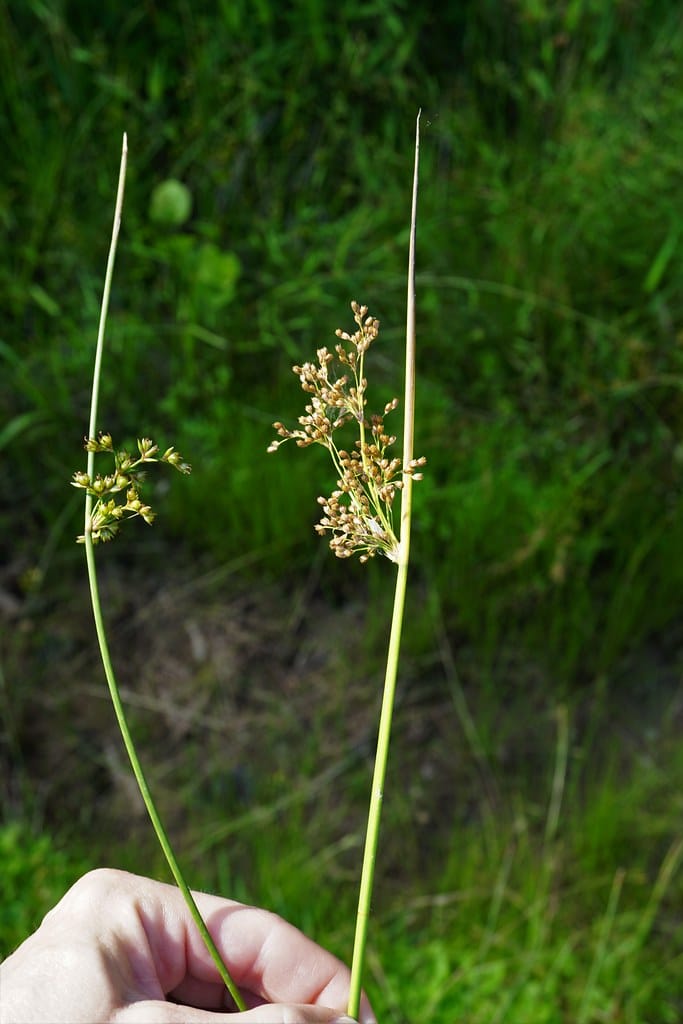 "Juncus coriaceus left Juncus effusus right ncwetlands KG" by ncwetlands.org is marked with CC0 1.0. To view the terms, visit https://creativecommons.org/publicdomain/zero/1.0/?ref=openverse