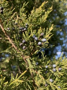 "Eastern Red Cedar (Juniperus virginiana)" by Brandon Preston is marked with CC BY 2.0. To view the terms, visit https://creativecommons.org/licenses/by/2.0/?ref=openverse