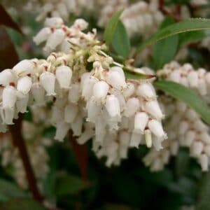 "File:Leucothoe axillaris3.jpg" by KENPEI is marked with CC BY-SA 3.0. To view the terms, visit https://creativecommons.org/licenses/by-sa/3.0/?ref=openverse