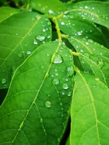 "Raindrops on spicebush (Lindera benzoin) leaves. The water beads up like the lotus effect (like on lady's mantle)" by karen_hine is marked with CC PDM 1.0. To view the terms, visit https://creativecommons.org/publicdomain/mark/1.0/?ref=openverse