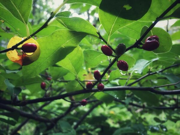 "Spicebush (Lindera benzoin)" by Dave Bonta is marked with CC BY-SA 2.0. To view the terms, visit https://creativecommons.org/licenses/by-sa/2.0/?ref=openverse