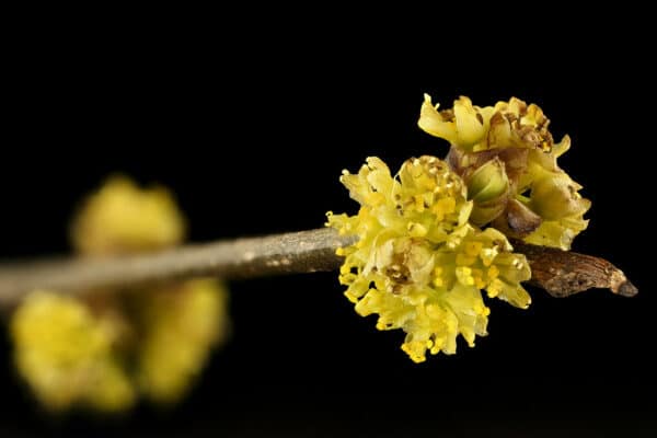 "Lindera benzoin 2, Spicebush, Howard County, MD, Helen Lowe Metzman_2017-03-24-16.35" by Sam Droege is marked with CC PDM 1.0. To view the terms, visit https://creativecommons.org/publicdomain/mark/1.0/?ref=openverse
