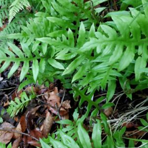 "20200426 Netted Chain Fern (Woodwardia areolata)" by schizoform is marked with CC BY 2.0. To view the terms, visit https://creativecommons.org/licenses/by/2.0/?ref=openverse