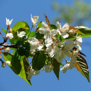 "Apple Tree" by treegrow is marked with CC BY 2.0. To view the terms, visit https://creativecommons.org/licenses/by/2.0/?ref=openverse