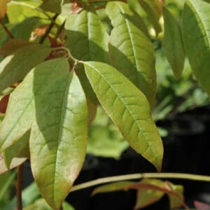 "oxydendrum arboreum" by MeganEHansen is marked with CC BY-SA 2.0. To view the terms, visit https://creativecommons.org/licenses/by-sa/2.0/?ref=openverse
