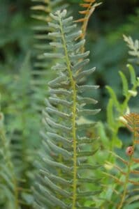 "File:Christmas Fern Polystichum acrostichoides Leaf 2000px.JPG" by Photo (c)2006 Derek Ramsey (Ram-Man) is marked with CC BY-SA 2.5. To view the terms, visit https://creativecommons.org/licenses/by-sa/2.5?ref=openverse