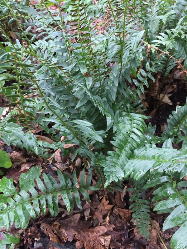"Christmas fern (Polystichum acrostichoides)" by ZoeThePlantographer is marked with CC BY 2.0. To view the terms, visit https://creativecommons.org/licenses/by/2.0/?ref=openverse