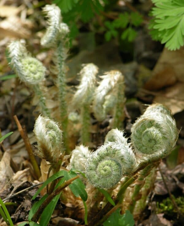 "File:Christmas Fern Polystichum acrostichoides Early Plant 2448px.jpg" by Photo by and (c)2007 Derek Ramsey (Ram-Man) is marked with CC BY-SA 2.5. To view the terms, visit https://creativecommons.org/licenses/by-sa/2.5/?ref=openverse