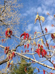 "Populus deltoides ssp. deltoides (Eastern Cottonwood)" by Plant Image Library is marked with CC BY-SA 2.0. To view the terms, visit https://creativecommons.org/licenses/by-sa/2.0/?ref=openverse