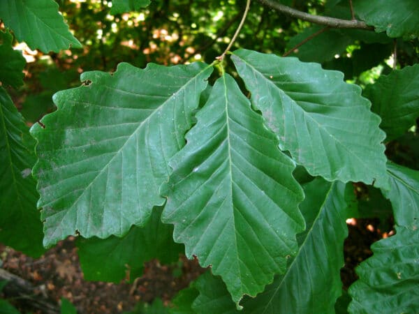 "Quercus bicolor - Swamp White Oak" by Virens (Latin for greening) is marked with CC BY 2.0. To view the terms, visit https://creativecommons.org/licenses/by/2.0/?ref=openverse