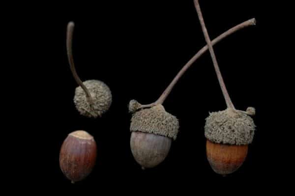 "Quercus bicolor-Acorn_R_50_h" by Bruce Kirchoff is marked with CC BY 2.0. To view the terms, visit https://creativecommons.org/licenses/by/2.0/?ref=openverse