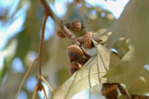 "Quercus falcata" by Bruce Kirchoff is marked with CC BY 2.0. To view the terms, visit https://creativecommons.org/licenses/by/2.0/?ref=openverse