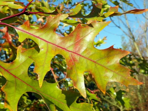 "Red Oak (Quercus rubra) autumn leaf" by Peter O'Connor aka anemoneprojectors is marked with CC BY-SA 2.0. To view the terms, visit https://creativecommons.org/licenses/by-sa/2.0/?ref=openverse