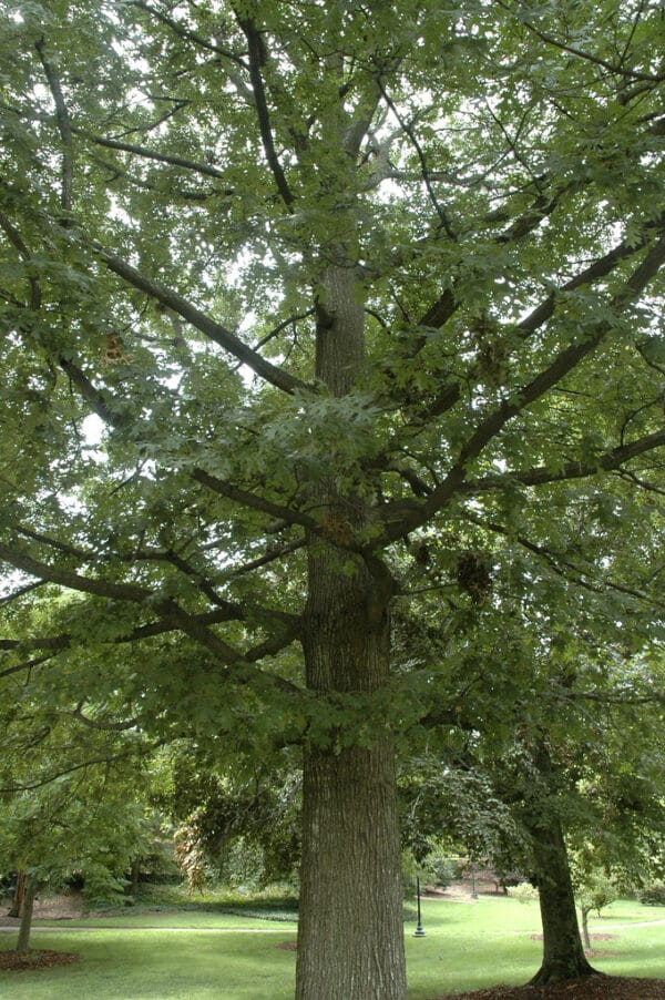 "Quercus shumardii" by Bruce Kirchoff is marked with CC BY 2.0. To view the terms, visit https://creativecommons.org/licenses/by/2.0/?ref=openverse