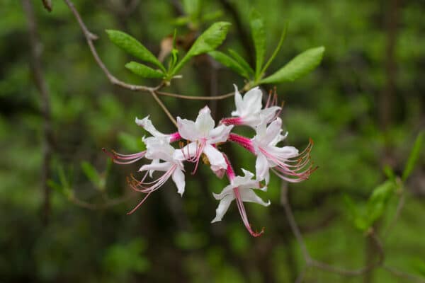 "Rhododendron periclymenoides" by Mike Dupreee is marked with CC BY-ND 2.0. To view the terms, visit https://creativecommons.org/licenses/by-nd/2.0/?ref=openverse